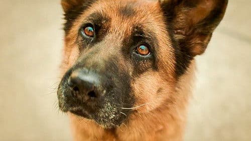 Ein Hund namens Palma Bild 4