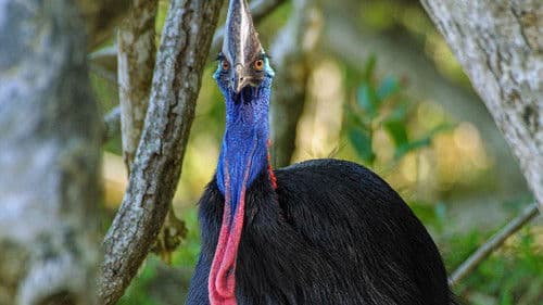 Wildes Australien Bild 2