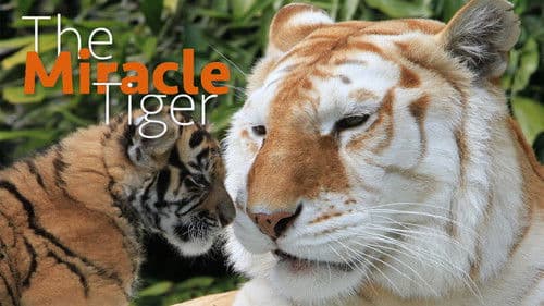 The Miracle Tiger Bild 2