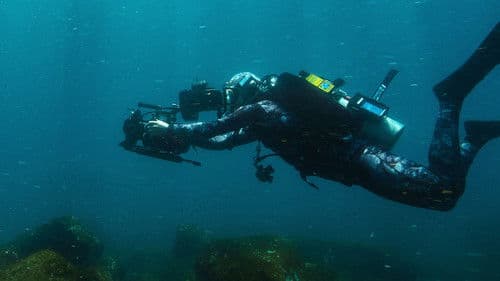 Haie hautnah mit Bertie Gregory Bild 5