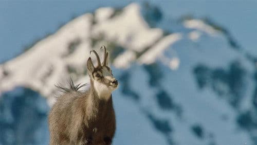 Winter am Alpenrand Bild 7