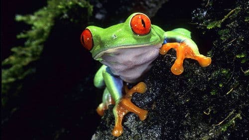 Life on Earth Bild 1