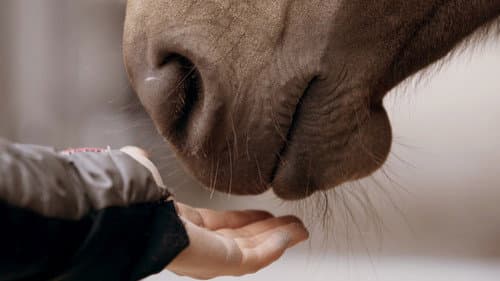 Aus Liebe zum Mustang Bild 6