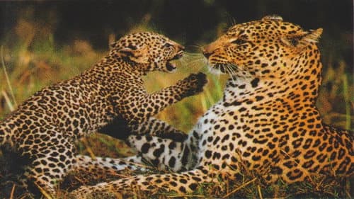 Die Superkatze der Kalahari. Natural killers - Raubtiere ganz nahe. Bild 2