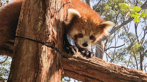 Secrets of the Zoo: Down Under Bild 3