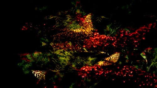 Sfarfallii liberali 360° Bild 1