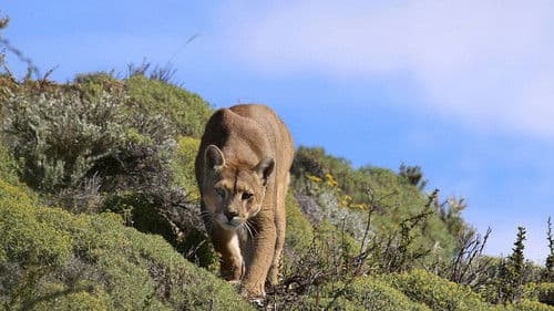 Puma: Lion of the Andes Bild 1