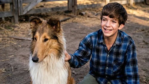 Alle lieben Lassie Bild 2