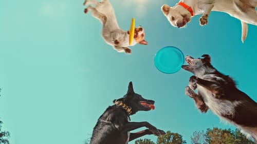 Was Hunde denken Bild 2