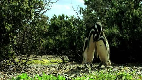 Wild Argentina Bild 2