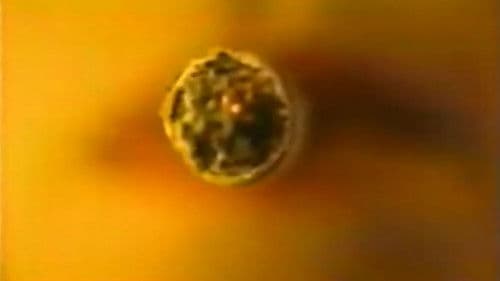 White Trash At Heart Bild 1