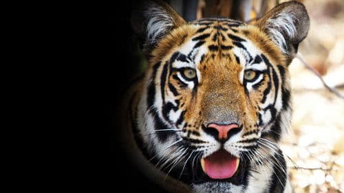 Tigress Blood Bild 1