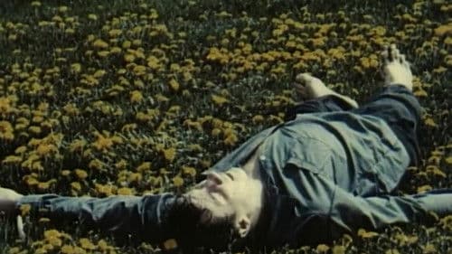 Цвітіння кульбаби Bild 1