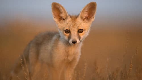 Secrets of Wild India Bild 2