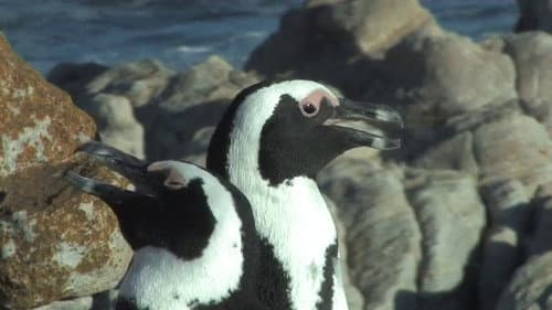 The African Penguin Bild 1