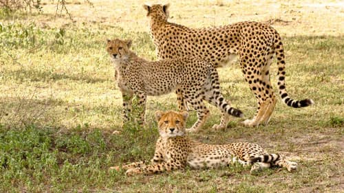 Serengeti Speed Queen Bild 1