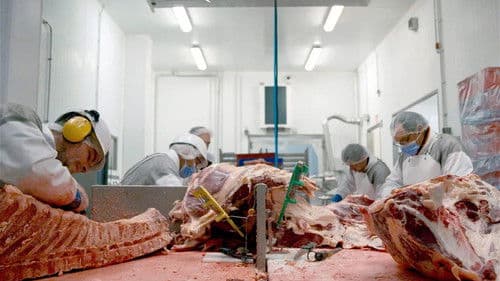 Tierleid vom Fließband Bild 3