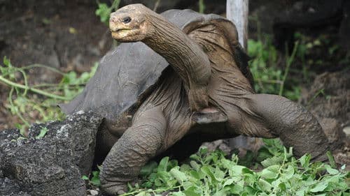 Lonesome George and the Battle for Galapagos Bild 1