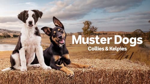 Muster Dogs Bild 8