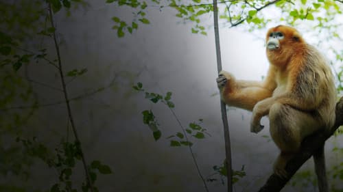 Souvenirs d'un singe doré Bild 1