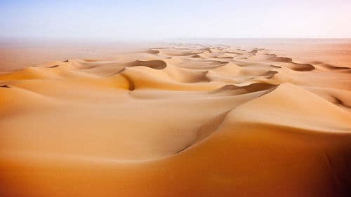 Wild Arabia Bild 2
