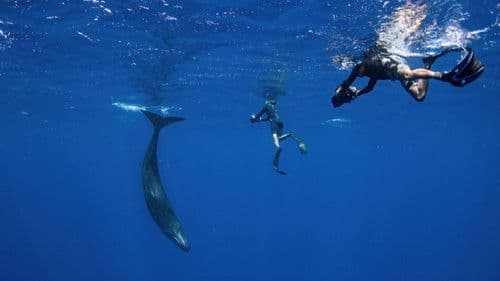 Patrick and the Whale - Eine außergewöhnliche Freundschaft Bild 3