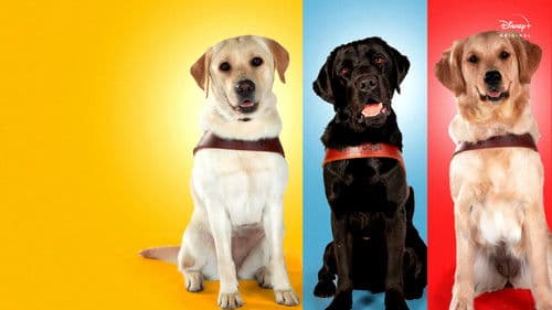 Hundeleben – Vom Welpen zum Blindenhund Bild 4