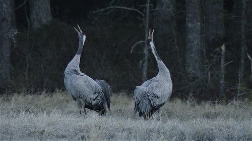 Tuulte tahutud maa Bild 2