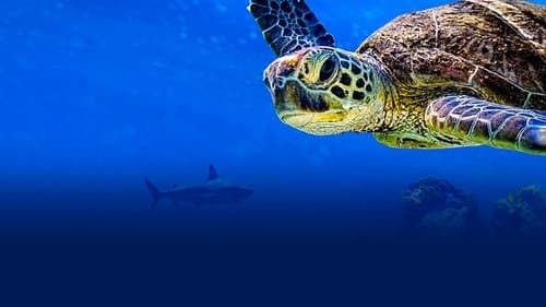 Turtle Odyssey Bild 1