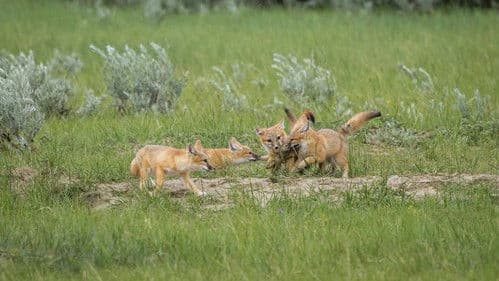 The Return of Nóouhàh-Toka’na Bild 2