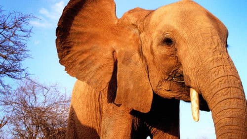 Elephant Diaries Bild 1