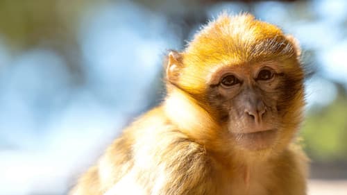 Afrikas wilde Wunderwelt Bild 2