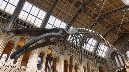 고래와 나 Bild 5