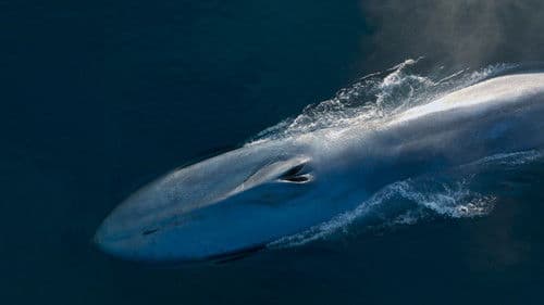 Les Gardiennes de la planète Bild 2