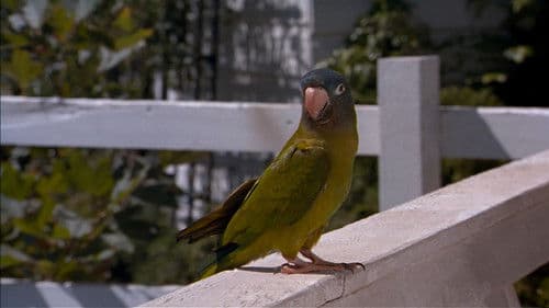 Paulie - Ein Plappermaul macht seinen Weg Bild 6