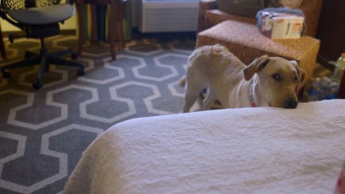 Adele and Everything After Bild 6