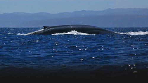 Im Reich des Blauwals Bild 5