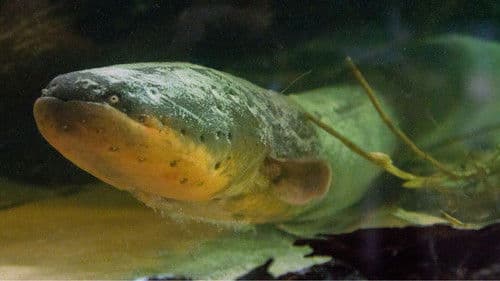 Amazonas - Fische unter Strom Bild 2