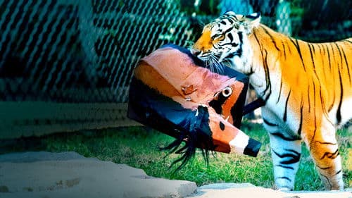 Big Cat Games Bild 2