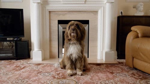 The Dog with the Woman Bild 1