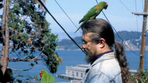 The Wild Parrots of Telegraph Hill Bild 5