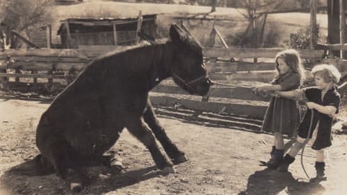 Silly Billies Bild 2