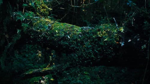 Naturaleza Viva Bild 1