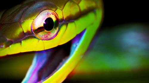 Weird, True & Freaky Bild 1