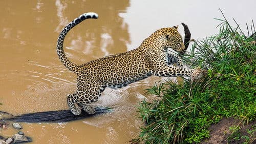 Die Leopardin Bild 2