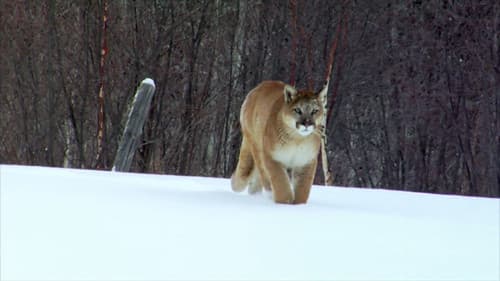 Der unsichtbare Puma - Ein Besucher in Frankreichs Wäldern? Bild 5