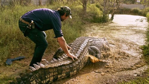 Wild Croc Territory Bild 2