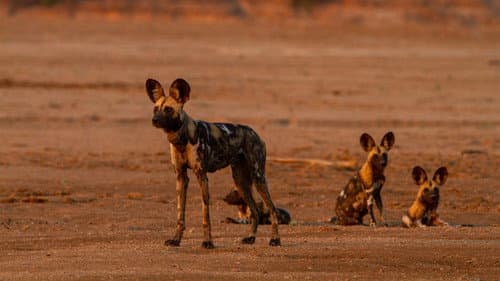 Wild Dogs: Running with the Pack Bild 5