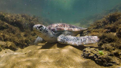 Brazil Untamed Bild 5