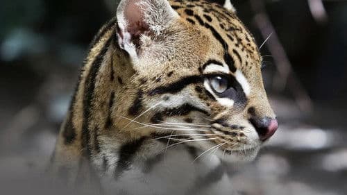 Deep in the Heart: A Texas Wildlife Story Bild 4